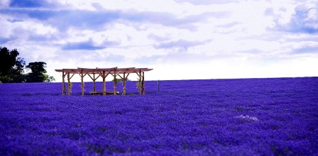lavendarfields