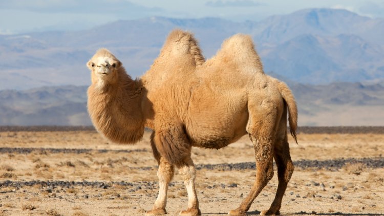 13 Camel 1