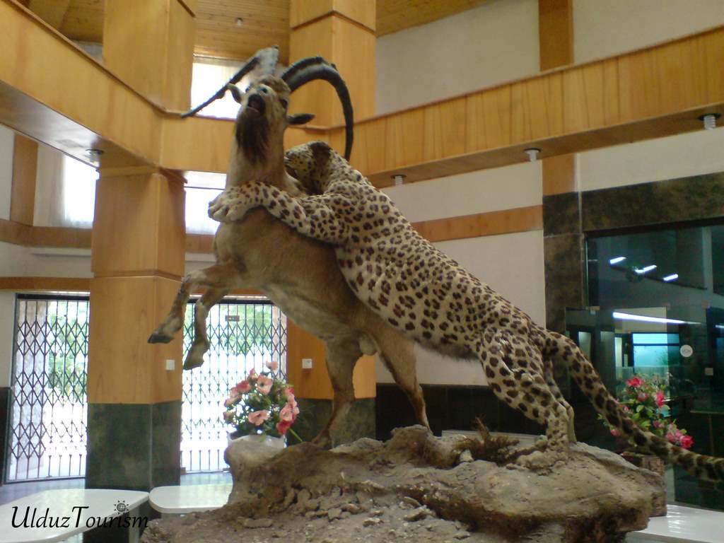 موزه حیات وحش اردبیل